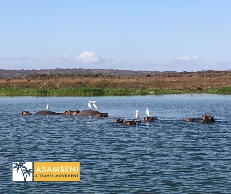 AfriCamps at White Elephant Safaris (Pongola) - Accommodation images
