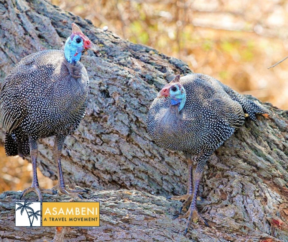 Burchell's Bush Lodge (Sabiepark) - Accommodation images