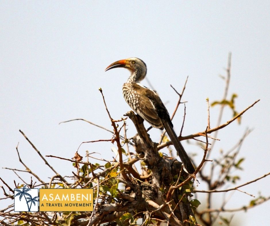 Burchell's Bush Lodge (Sabiepark) - Accommodation images