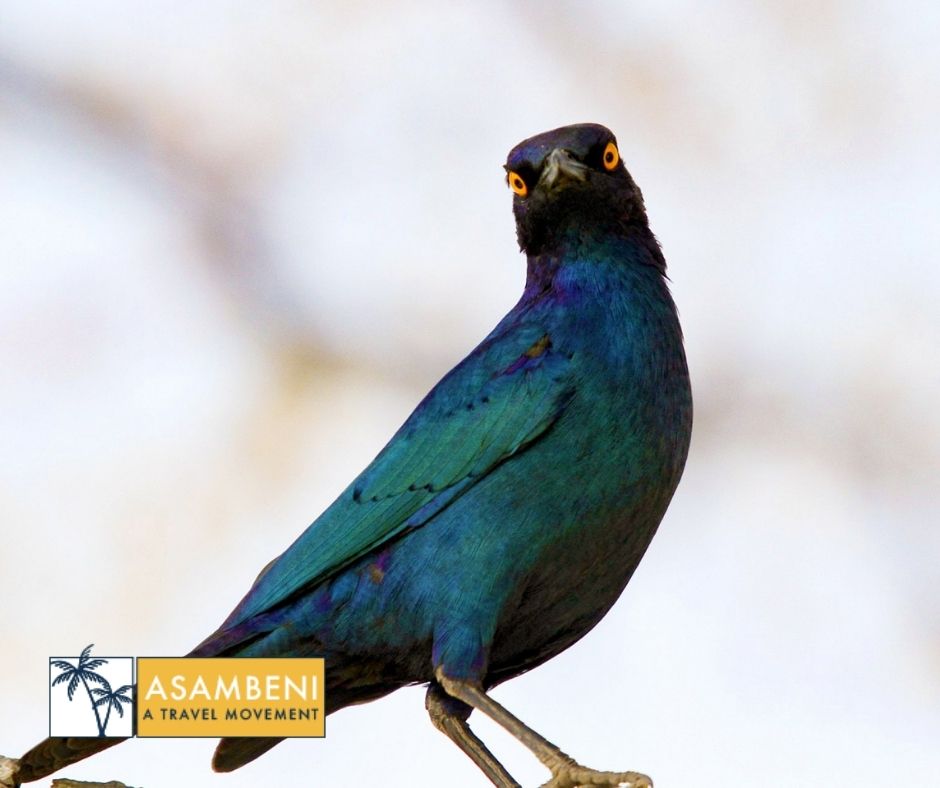 Burchell's Bush Lodge (Sabiepark) - Accommodation images