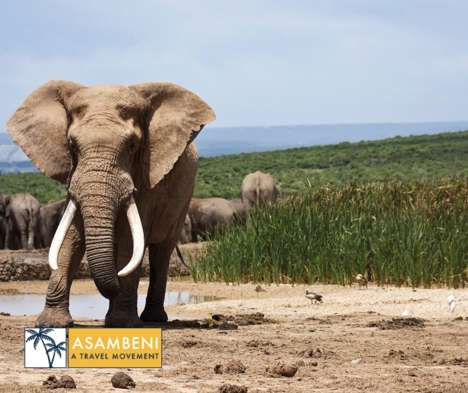Jozini Tiger Lodge & Spa (Jozini) - Accommodation images