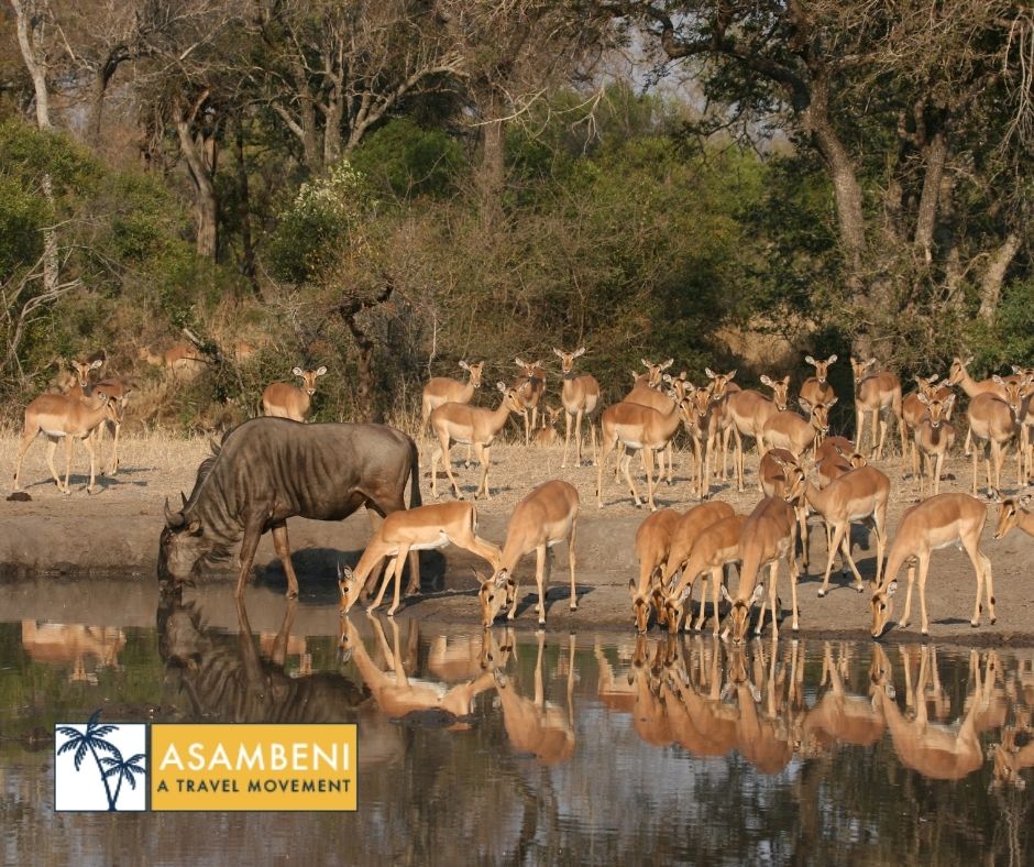 Mjejane Bush Camp (Hectorspruit) - Accommodation images