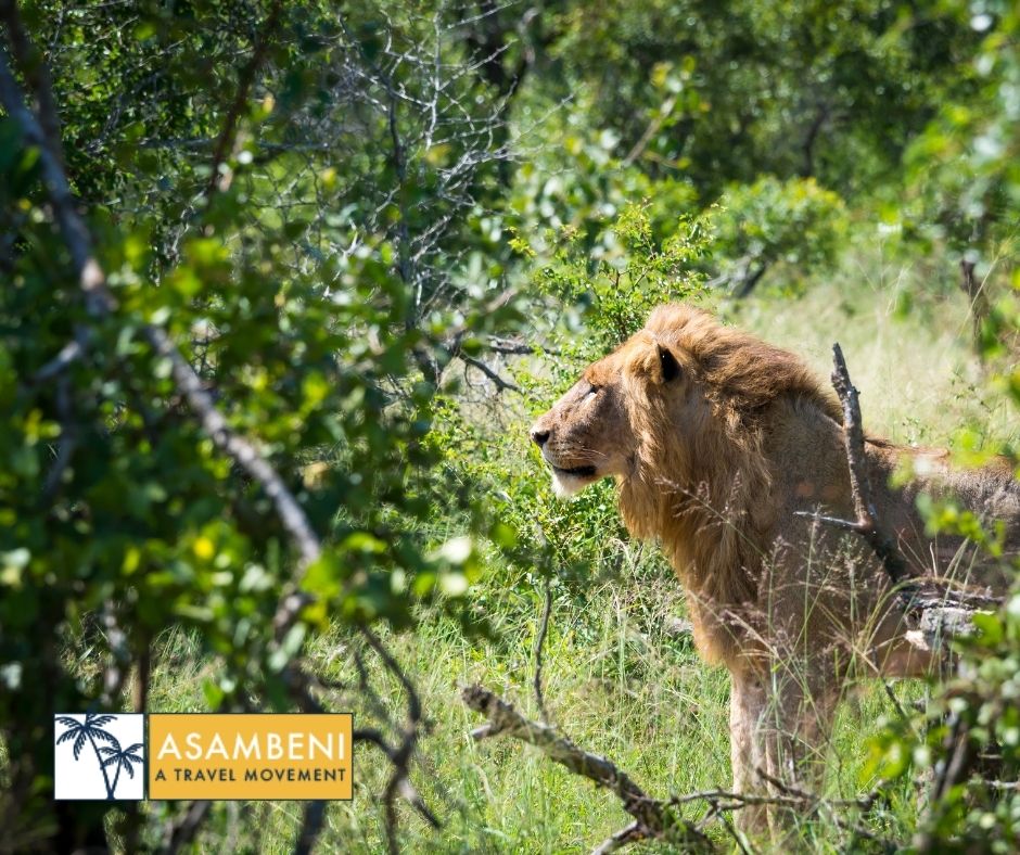 Mjejane Bush Camp (Hectorspruit) - Accommodation images