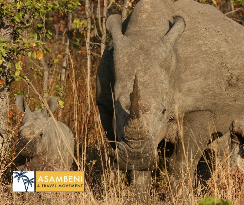 Mjejane Bush Camp (Hectorspruit) - Accommodation images