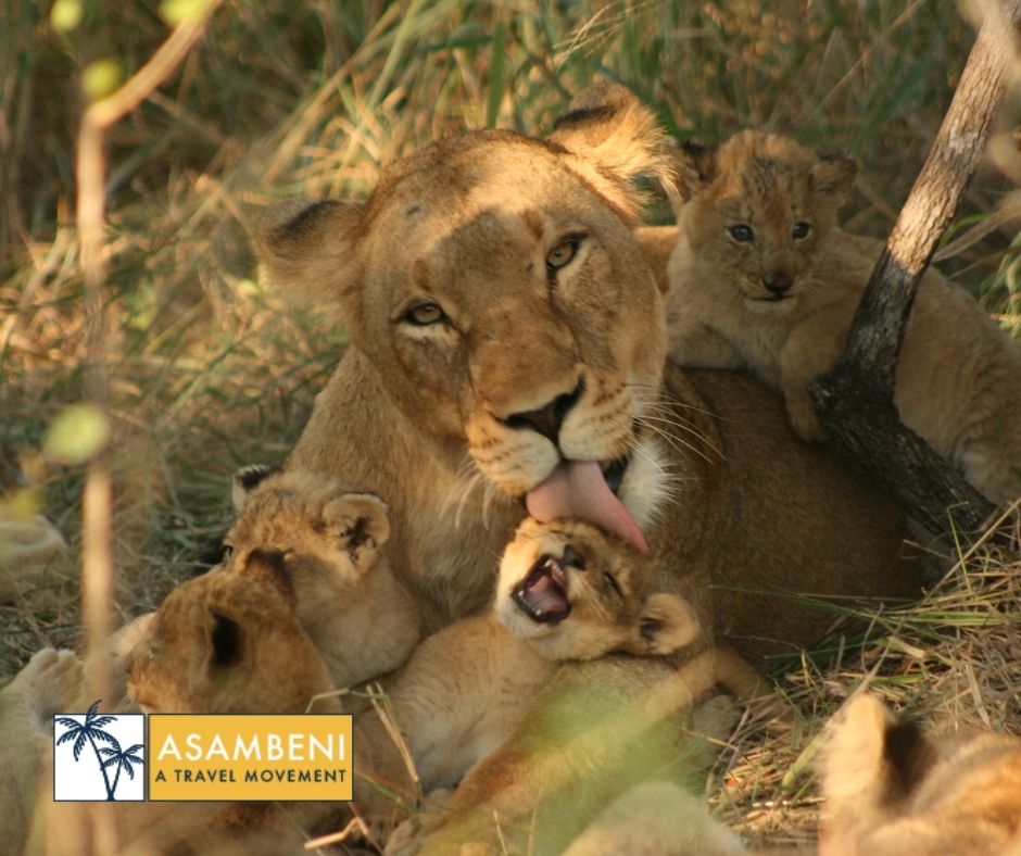 Mjejane Bush Camp (Hectorspruit) - Accommodation images
