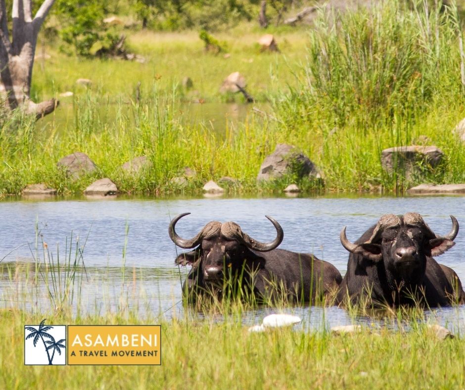 Mjejane Bush Camp (Hectorspruit) - Accommodation images