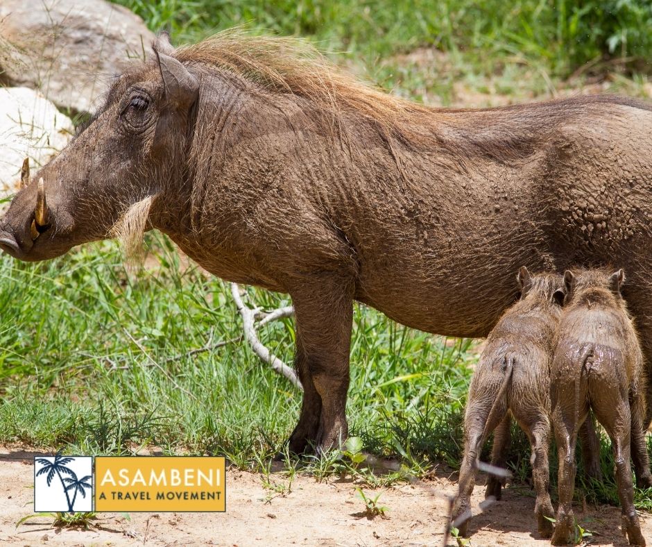 Mjejane Bush Camp (Hectorspruit) - Accommodation images