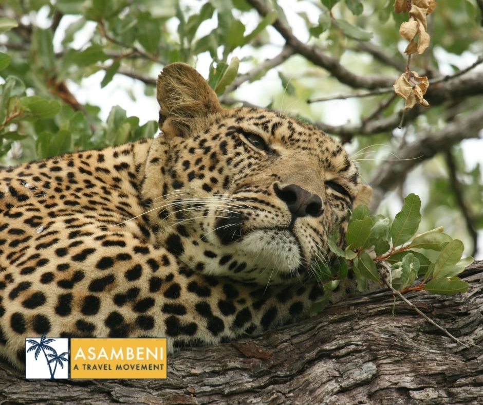 Mjejane Bush Camp (Hectorspruit) - Accommodation images