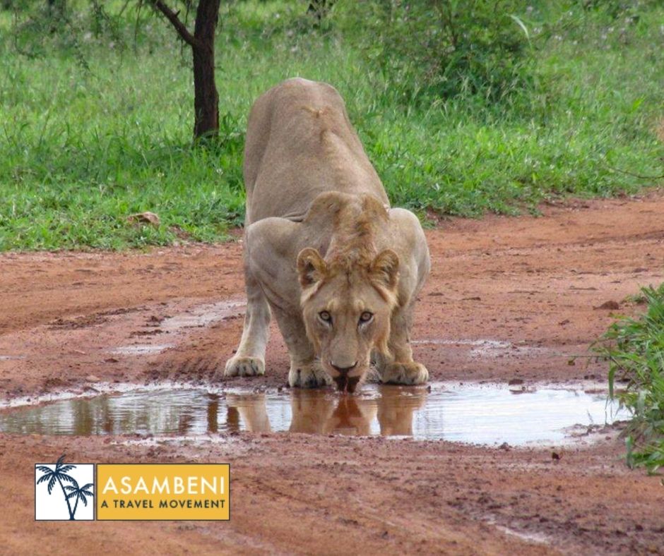 Mjejane Bush Camp (Hectorspruit) - Accommodation images