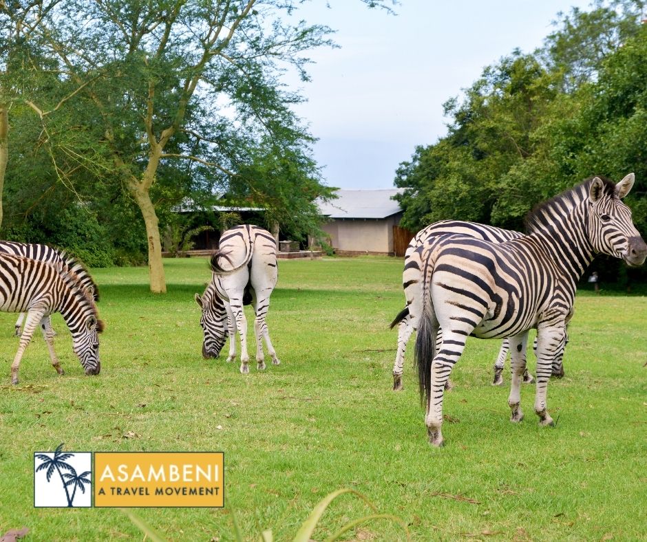 Tala Collection Private Game Reserve (Silverton) - Accommodation images