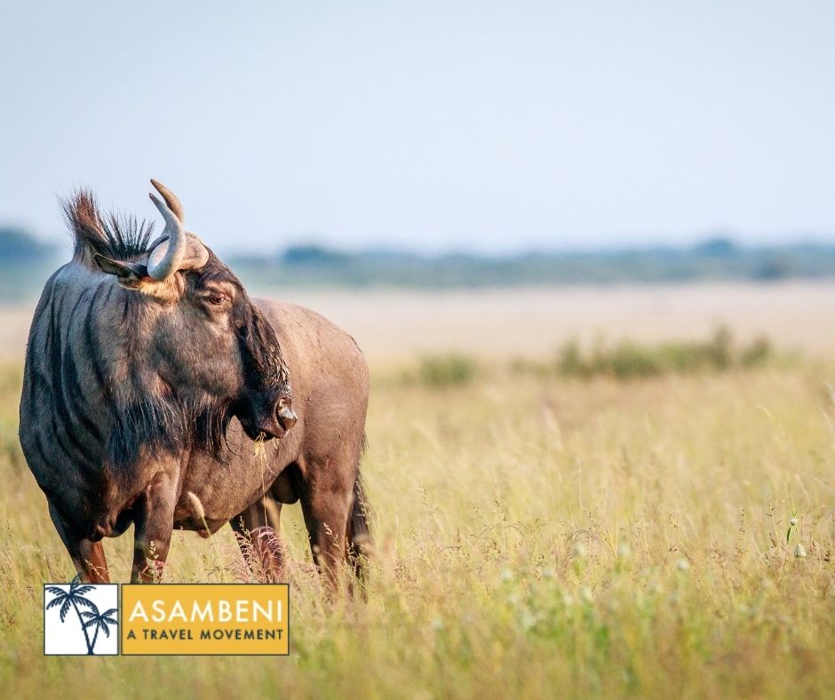 Tala Collection Private Game Reserve (Silverton) - Accommodation images