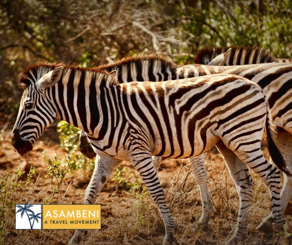 Tala Collection Private Game Reserve (Silverton) - Accommodation images