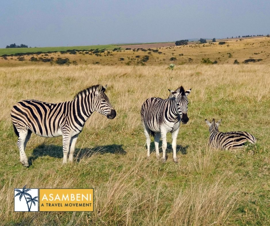 Tala Collection Private Game Reserve (Silverton) - Accommodation images