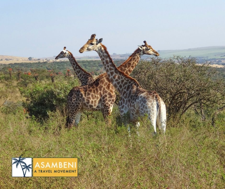 Tala Collection Private Game Reserve (Silverton) - Accommodation images