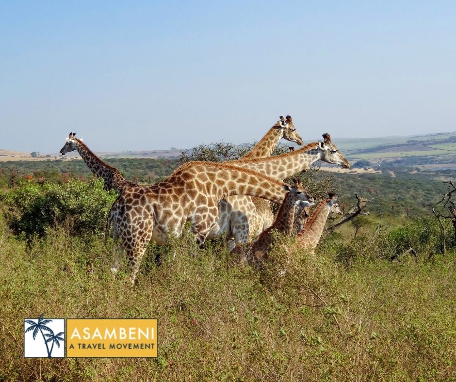 Tala Collection Private Game Reserve (Silverton) - Accommodation images
