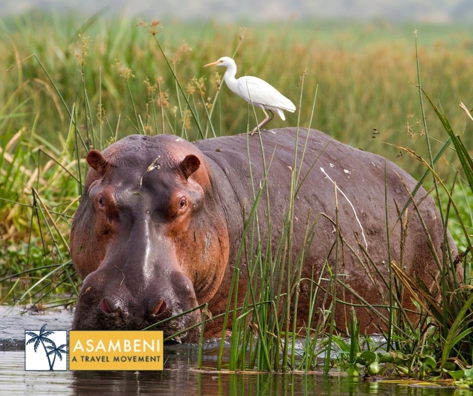 Tala Collection Private Game Reserve (Silverton) - Accommodation images
