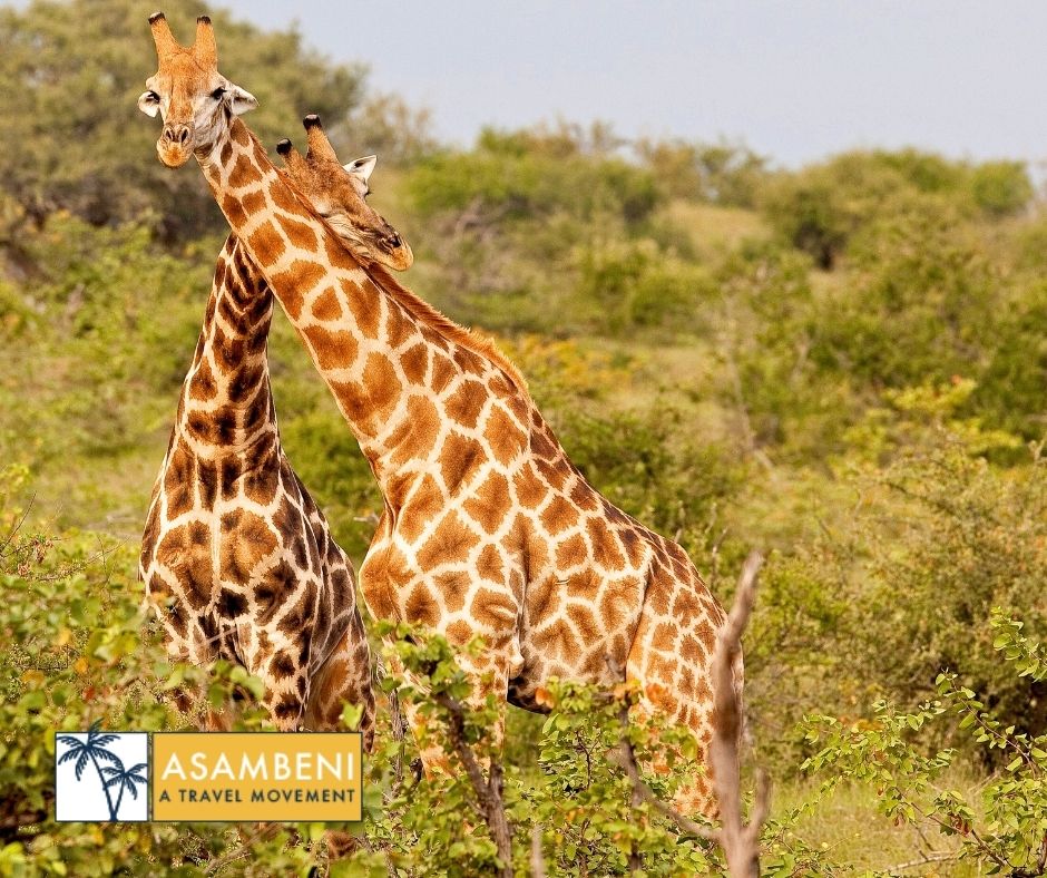 Tala Collection Private Game Reserve (Silverton) - Accommodation images