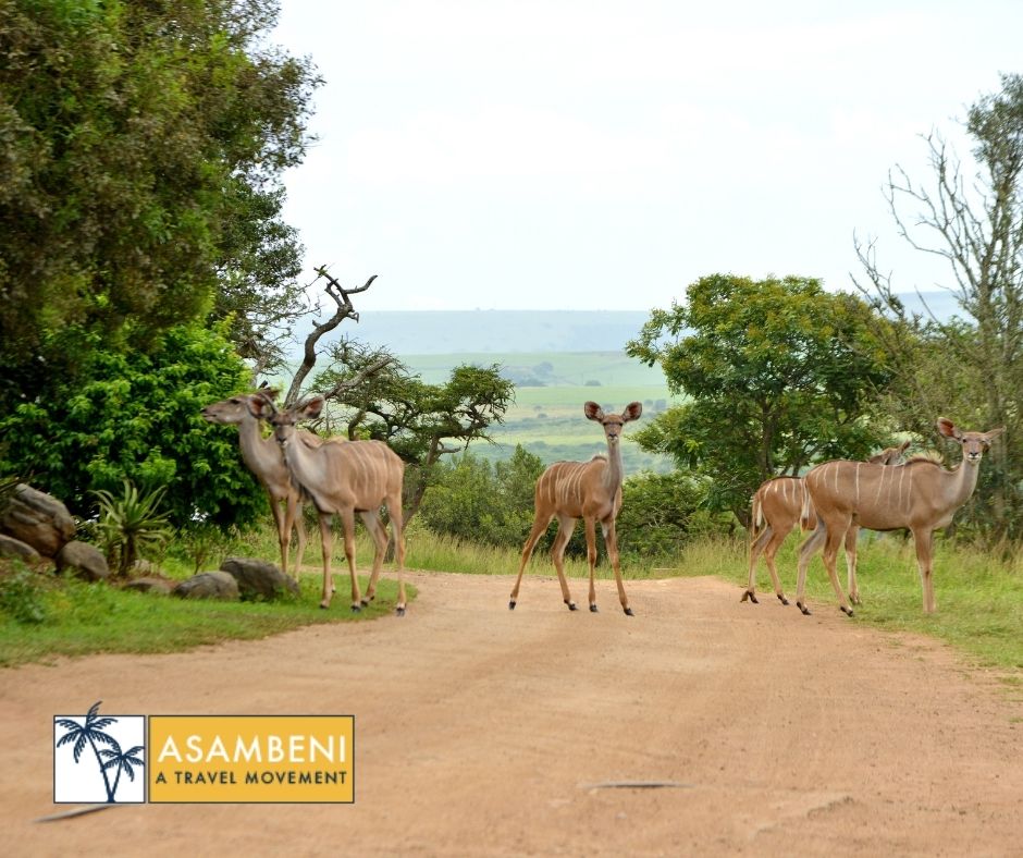 Tala Collection Private Game Reserve (Silverton) - Accommodation images