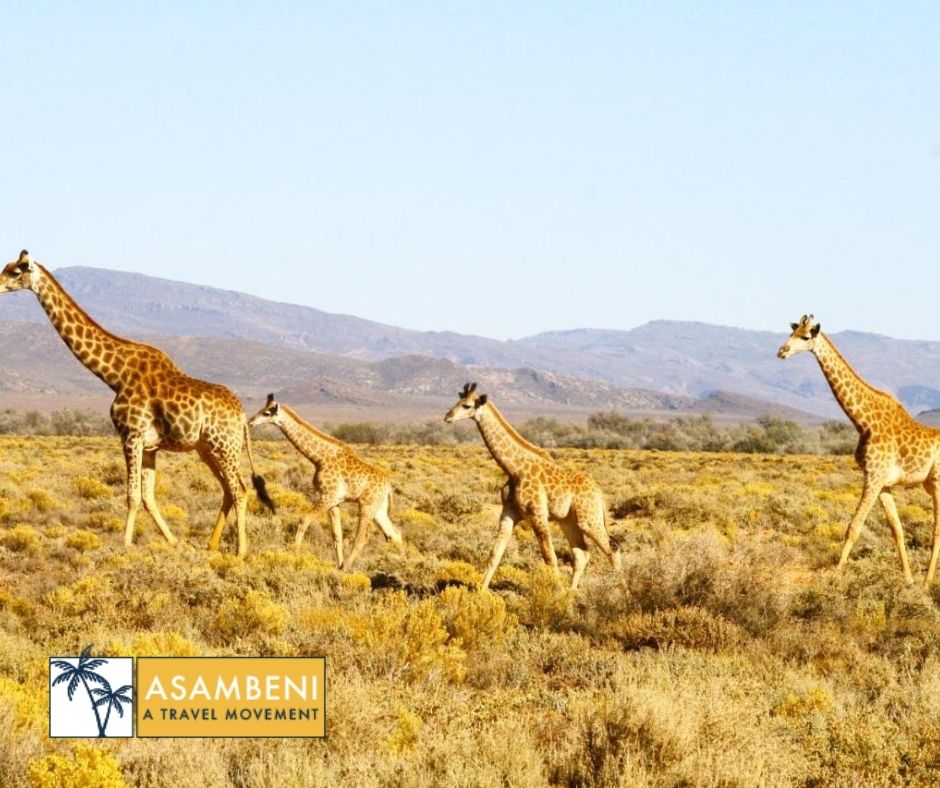 Kuganha Luxury Tents (Breede River) - Accommodation images