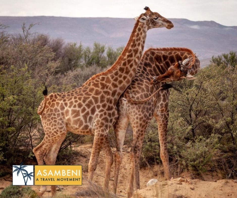 Kuganha Luxury Tents (Breede River) - Accommodation images