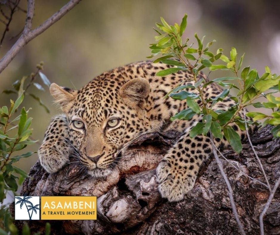 Jock Safari Lodge (Skukuza) - Accommodation images