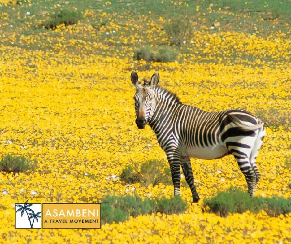 Bushmans Kloof Wilderness Reserve and Wellness Retreat (Clanwilliam) - Accommodation images