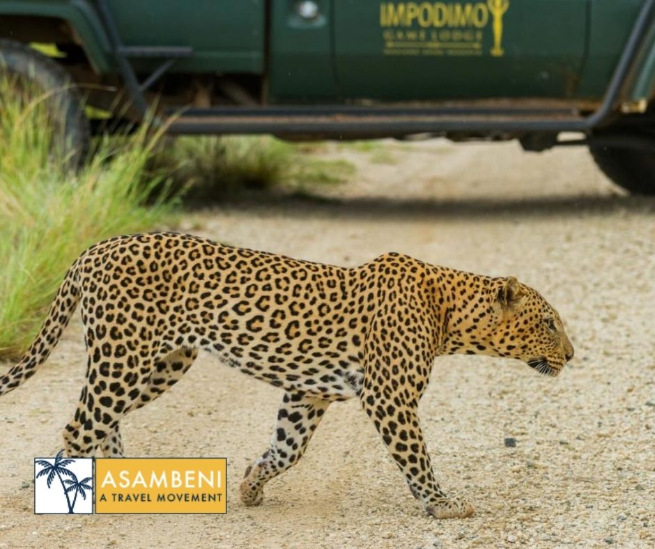Impodimo Game Lodge (Madikwe Game Reserve) - Accommodation images