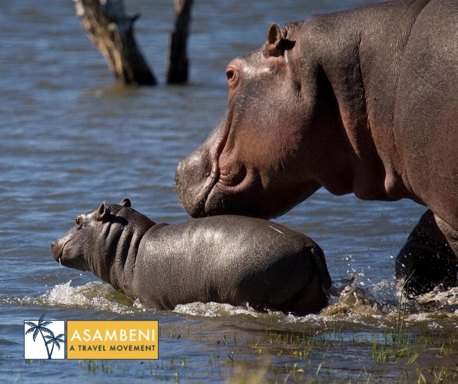Mjejane River Lodge (Hectorspruit) - Accommodation images