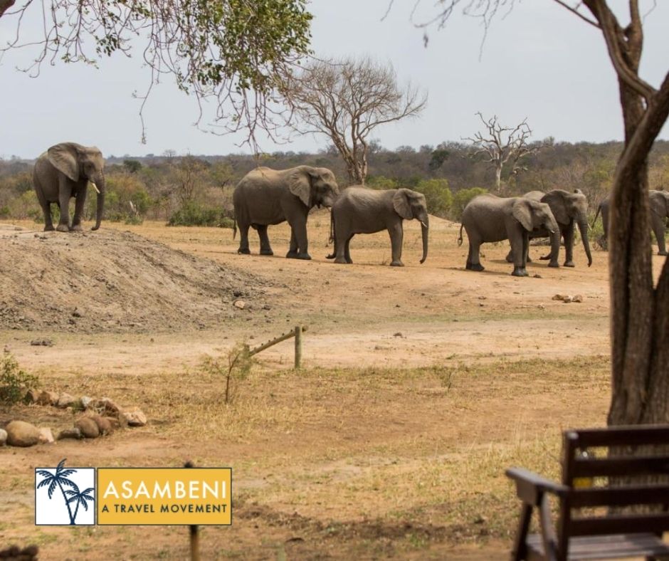 Tangala Safari Camp (Thornybush Game Reserve) - Accommodation images
