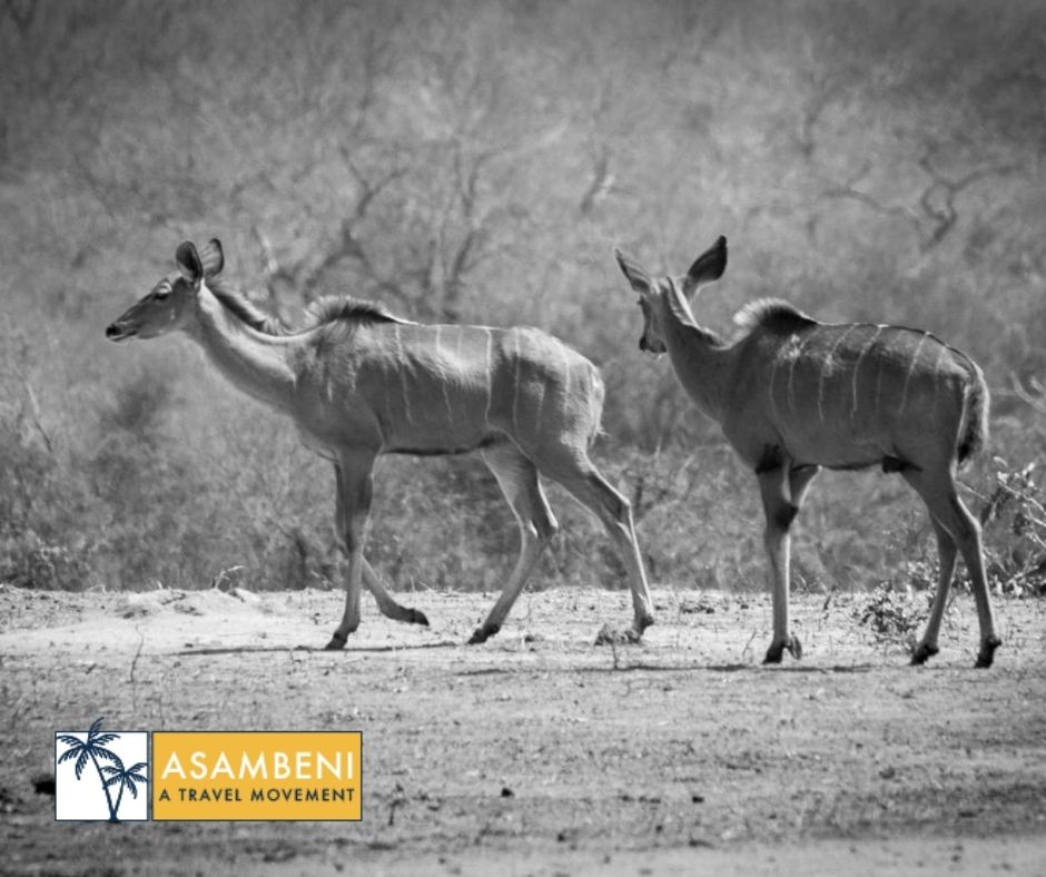 Tangala Safari Camp (Thornybush Game Reserve) - Accommodation images