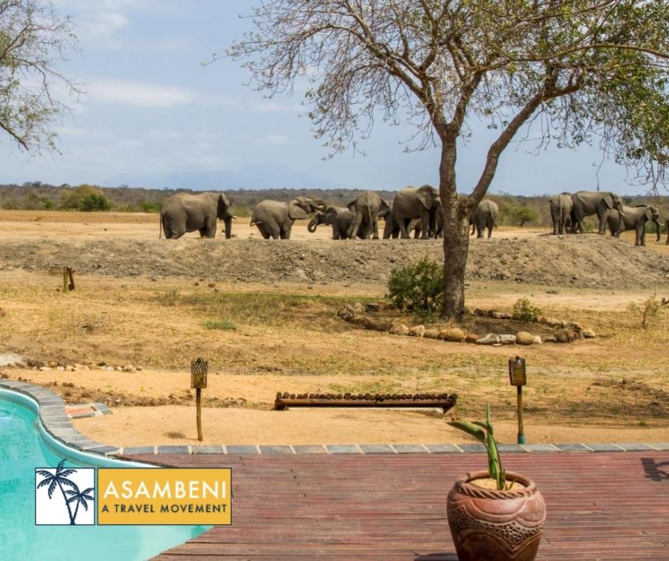 Tangala Safari Camp (Thornybush Game Reserve) - Accommodation images