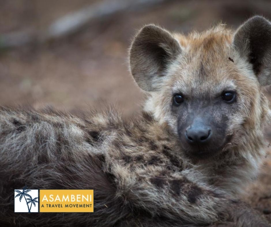 Tangala Safari Camp (Thornybush Game Reserve) - Accommodation images