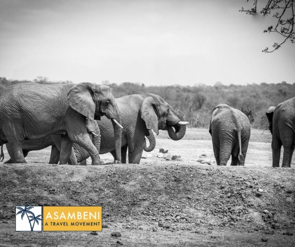 Tangala Safari Camp (Thornybush Game Reserve) - Accommodation images
