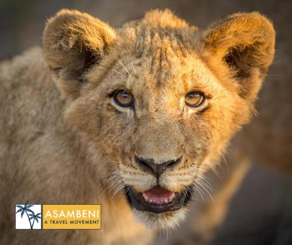 Tangala Safari Camp (Thornybush Game Reserve) - Accommodation images