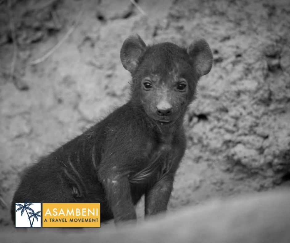 Tangala Safari Camp (Thornybush Game Reserve) - Accommodation images