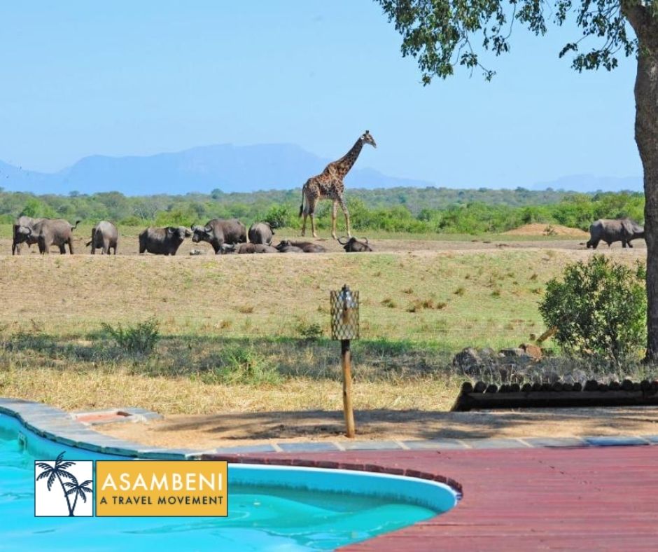 Tangala Safari Camp (Thornybush Game Reserve) - Accommodation images