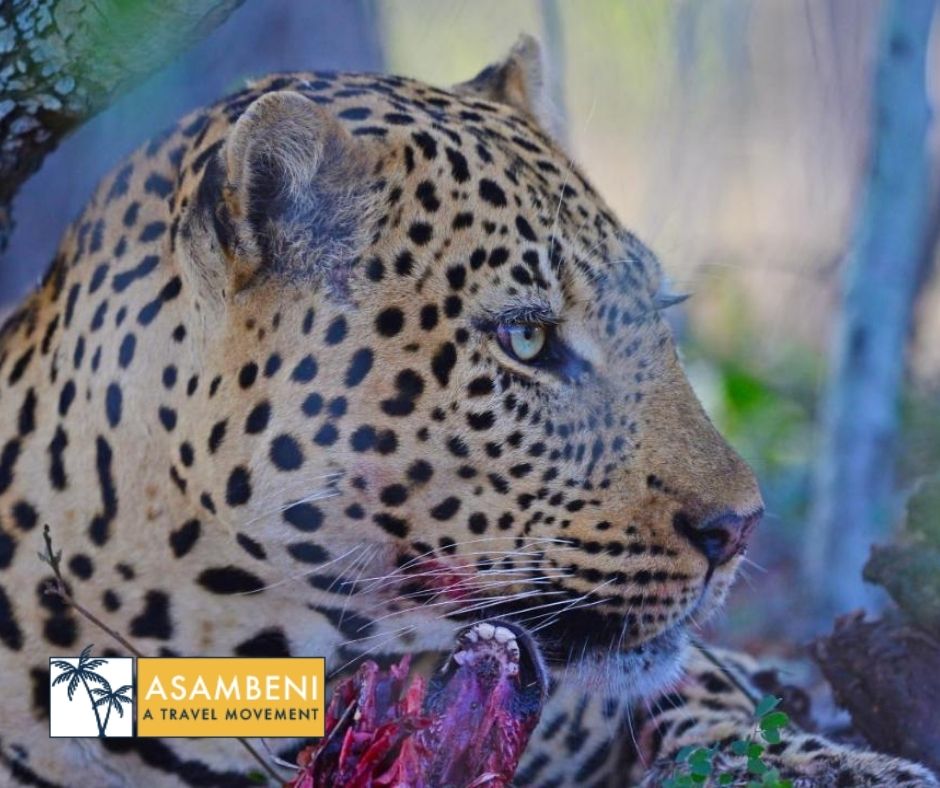 Tangala Safari Camp (Thornybush Game Reserve) - Accommodation images