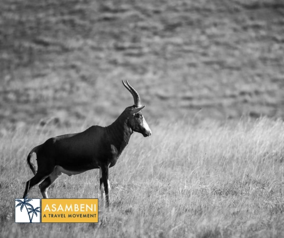 26° South Bush Boho Hotel (Muldersdrift) - Accommodation images