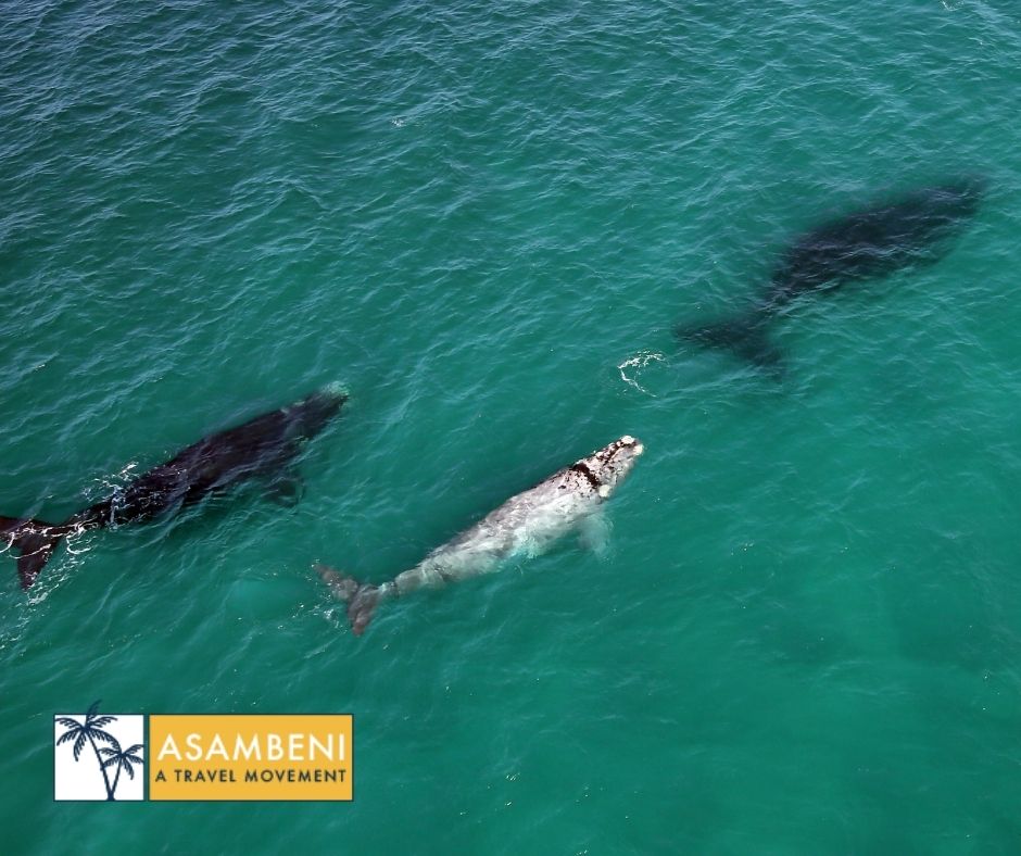 Lekkerwater Beach Lodge (De Hoop Nature Reserve) - Accommodation images