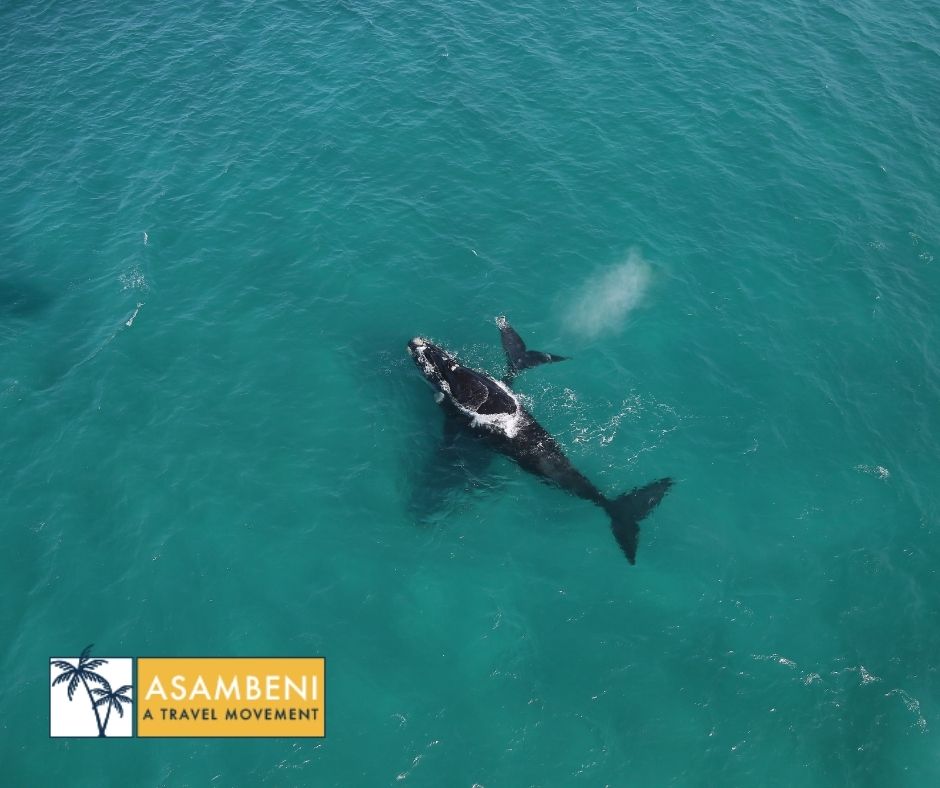 Lekkerwater Beach Lodge (De Hoop Nature Reserve) - Accommodation images