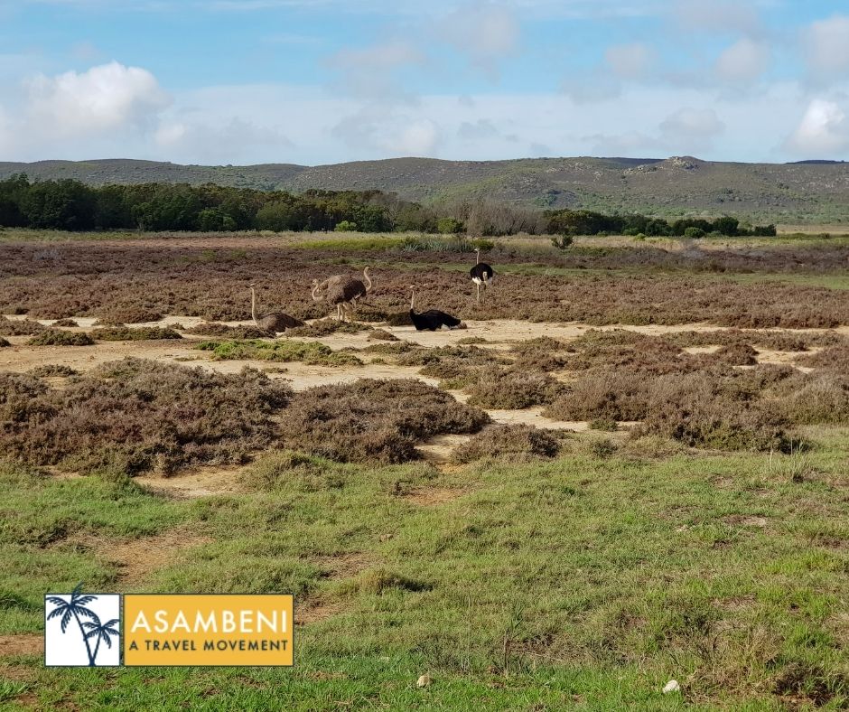 Lekkerwater Beach Lodge (De Hoop Nature Reserve) - Accommodation images