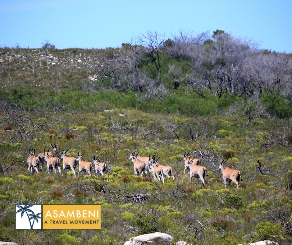 Lekkerwater Beach Lodge (De Hoop Nature Reserve) - Accommodation images
