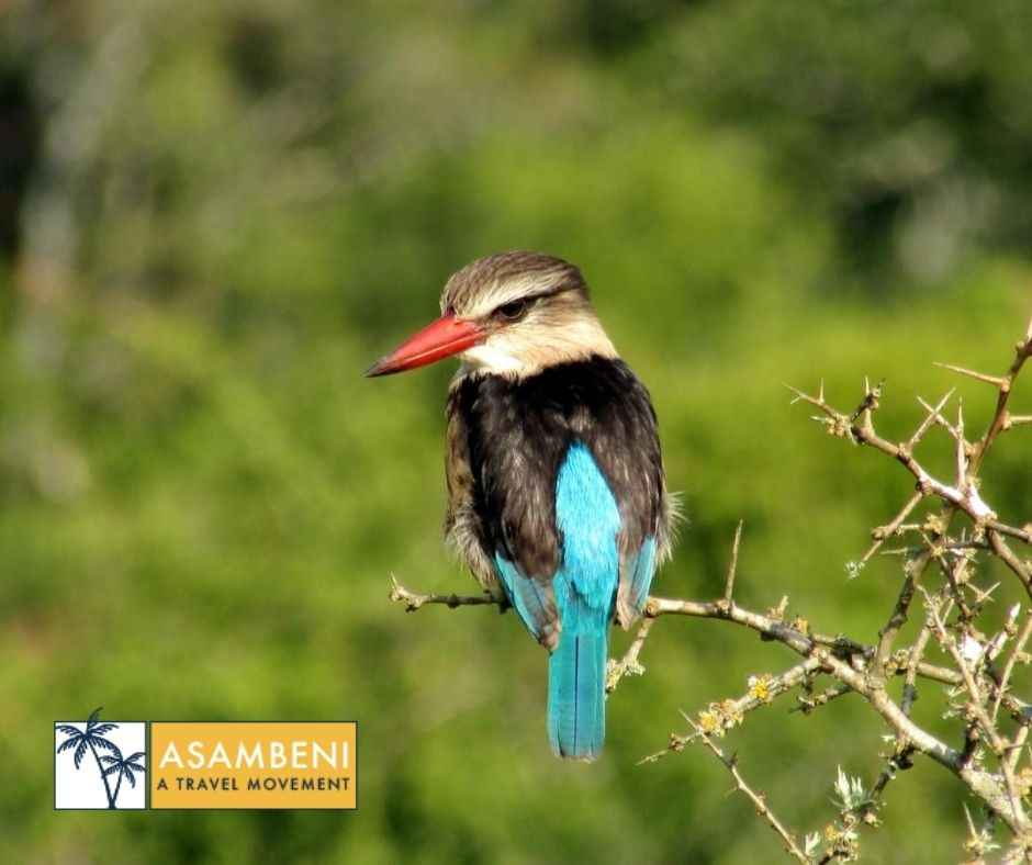 Woodbury Tented Camp – Amakhala Game Reserve - Accommodation images