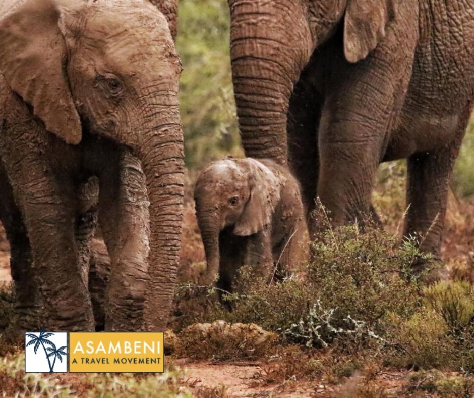 Woodbury Tented Camp – Amakhala Game Reserve - Accommodation images