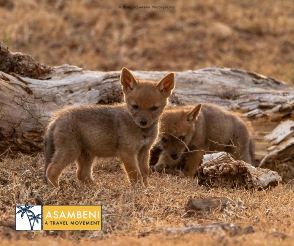 Woodbury Tented Camp – Amakhala Game Reserve - Accommodation images