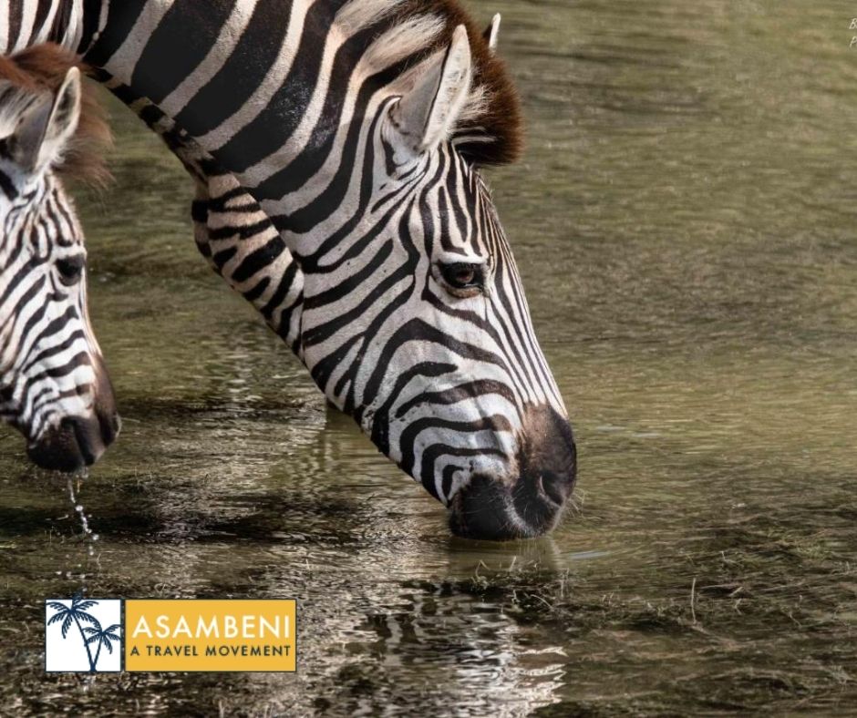 Woodbury Tented Camp – Amakhala Game Reserve - Accommodation images