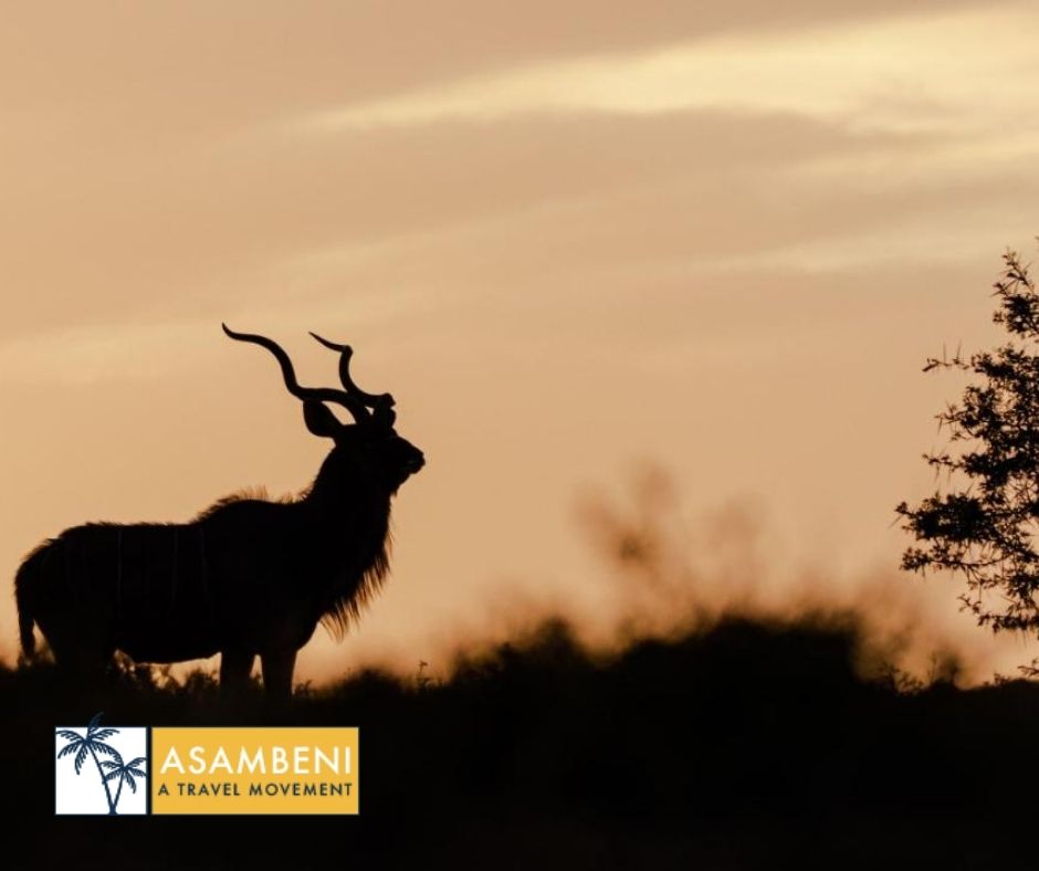 Woodbury Tented Camp – Amakhala Game Reserve - Accommodation images