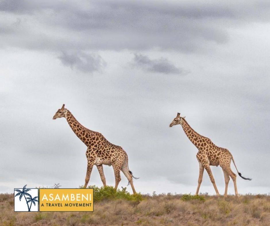 Woodbury Tented Camp – Amakhala Game Reserve - Accommodation images