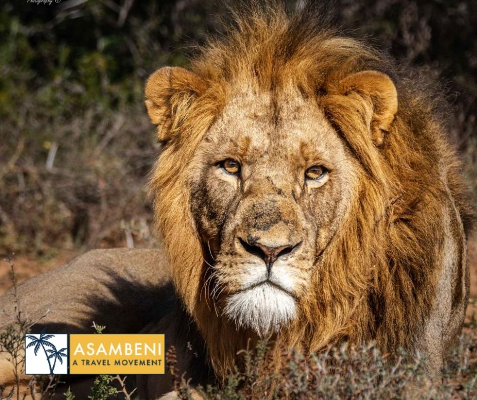 Woodbury Tented Camp – Amakhala Game Reserve - Accommodation images