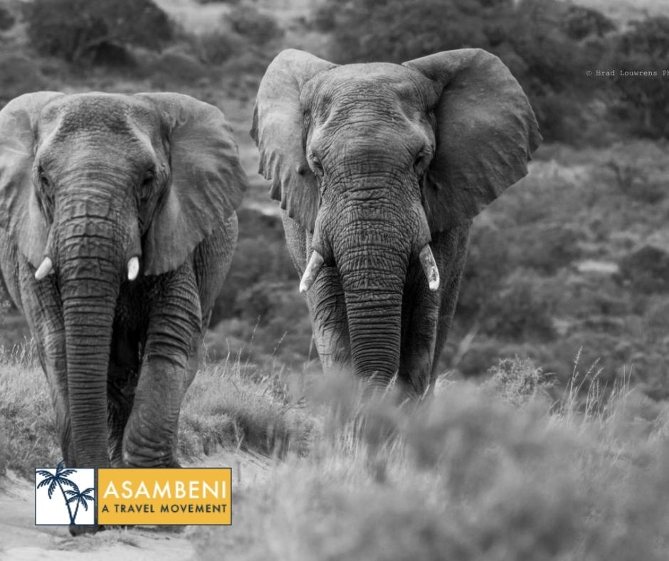 Woodbury Tented Camp – Amakhala Game Reserve - Accommodation images